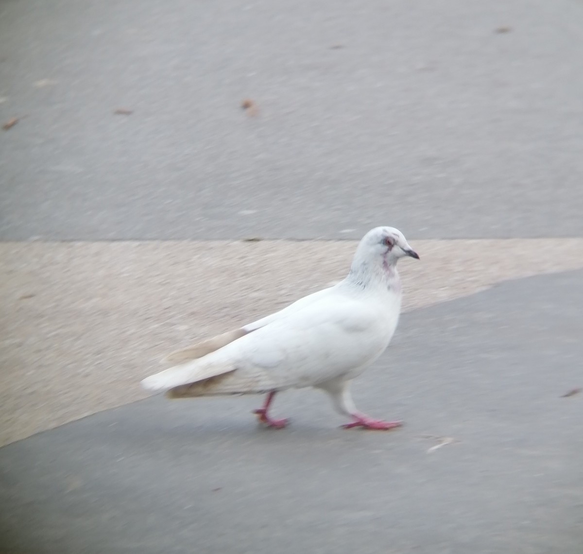 Rock Pigeon (Feral Pigeon) - ML519485401