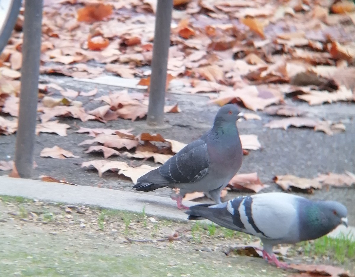 Rock Pigeon (Feral Pigeon) - ML519485411
