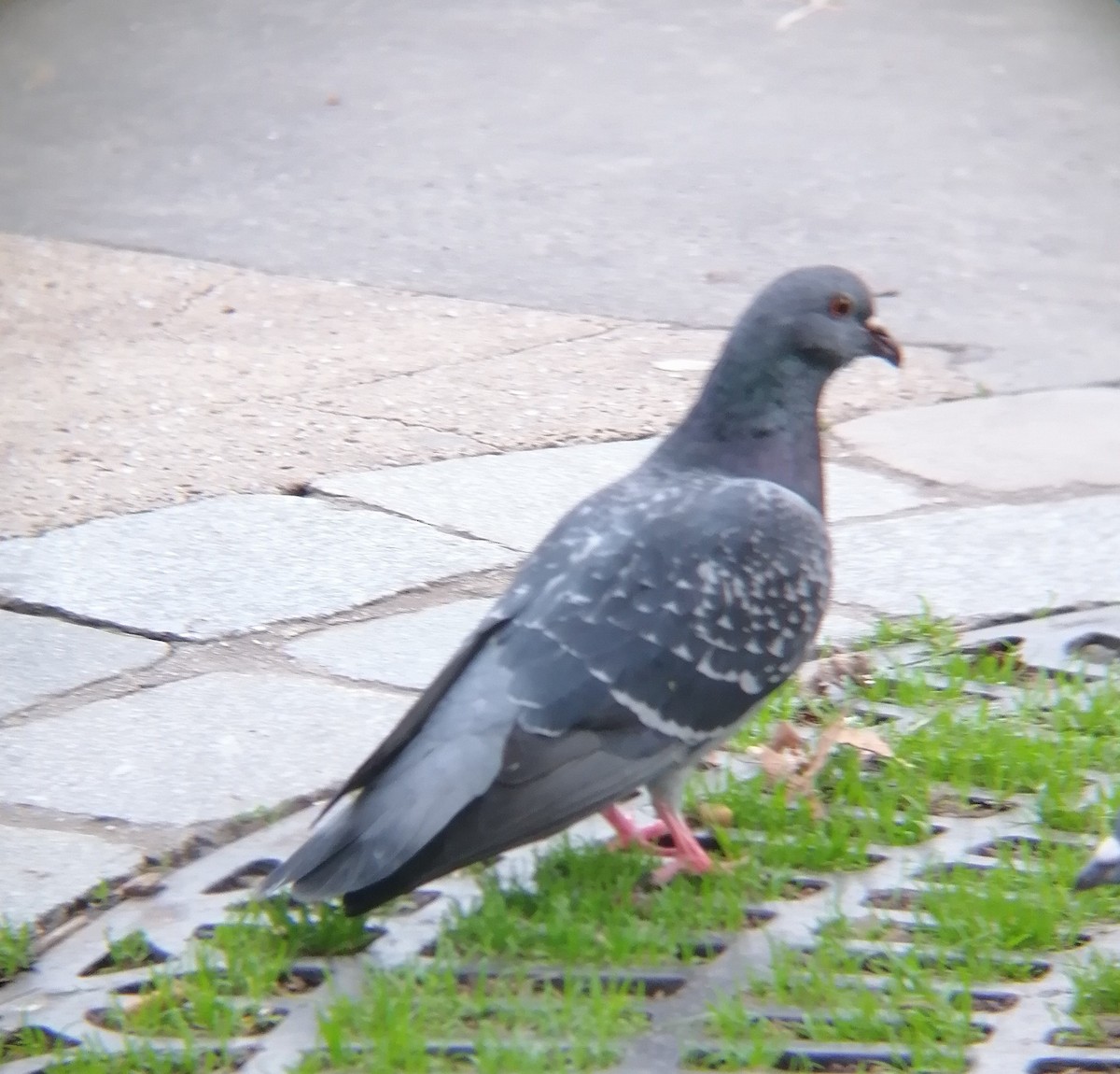 Rock Pigeon (Feral Pigeon) - ML519485421