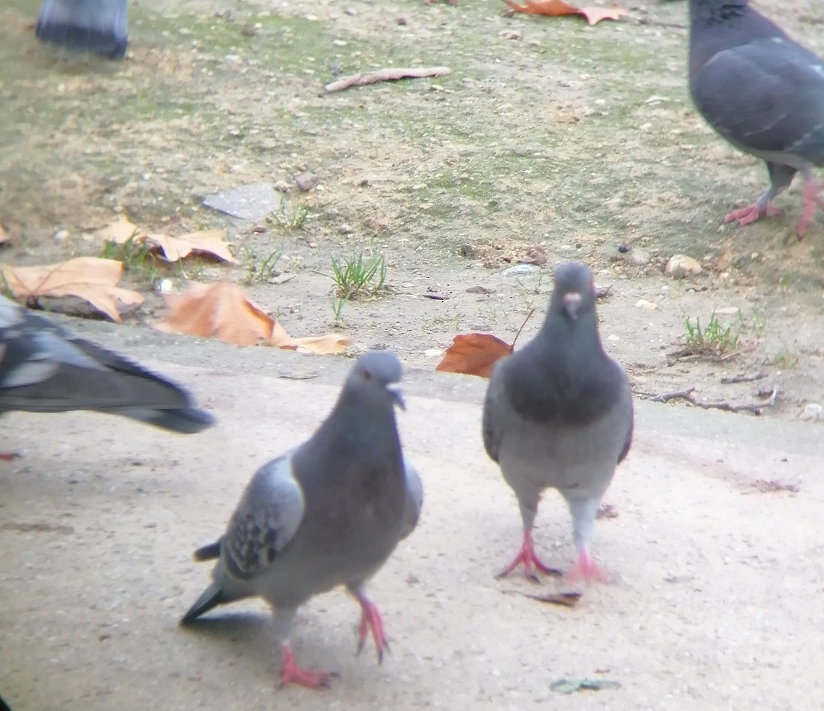 Rock Pigeon (Feral Pigeon) - ML519485431