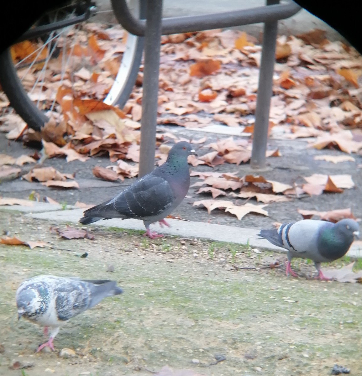 Rock Pigeon (Feral Pigeon) - ML519485441