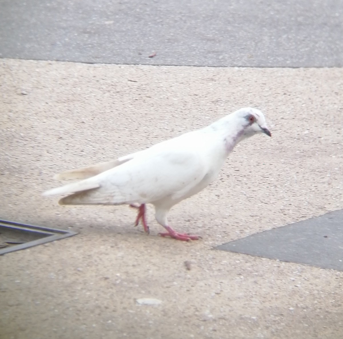 Rock Pigeon (Feral Pigeon) - ML519485451