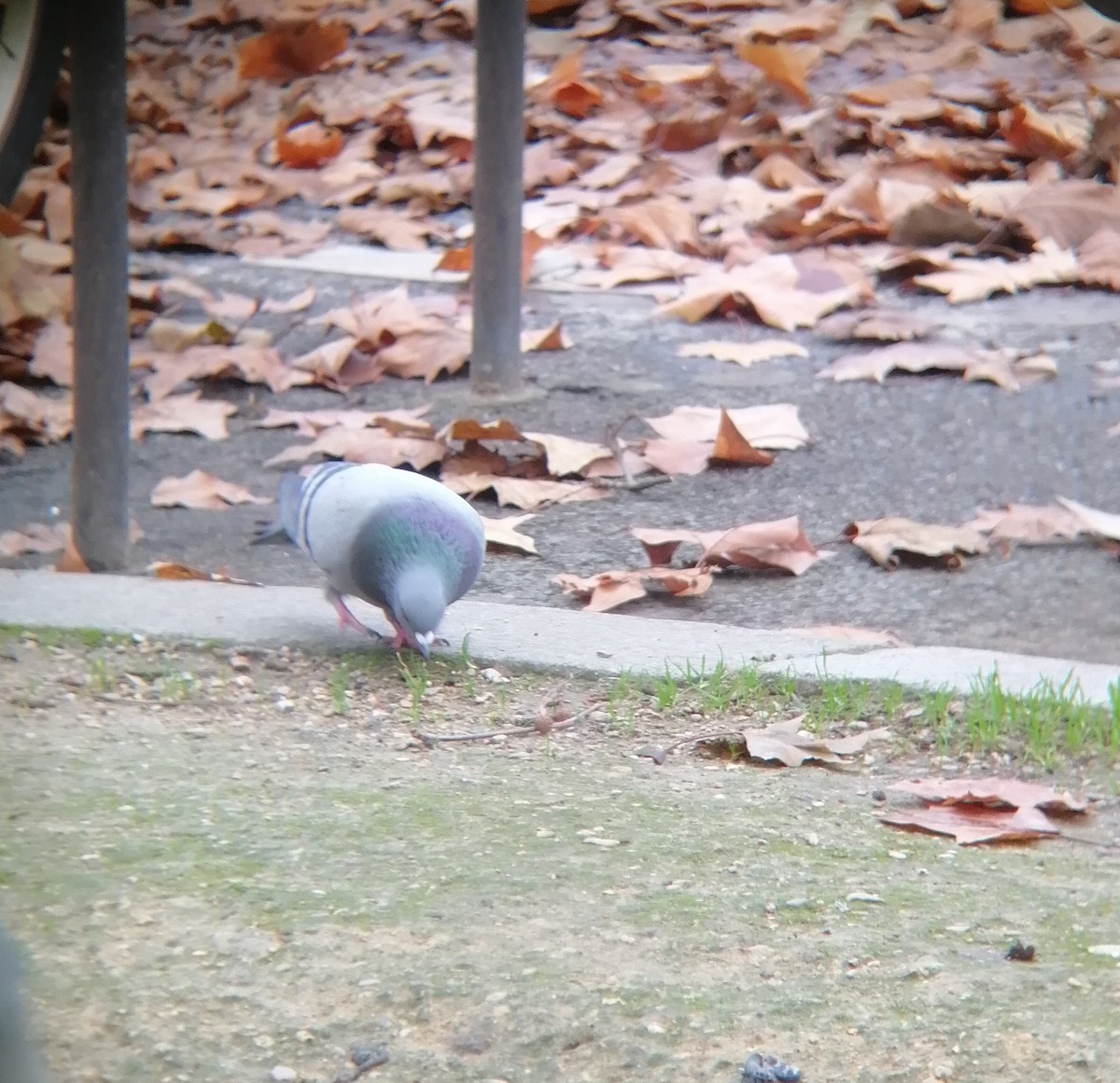 Rock Pigeon (Feral Pigeon) - ML519485461