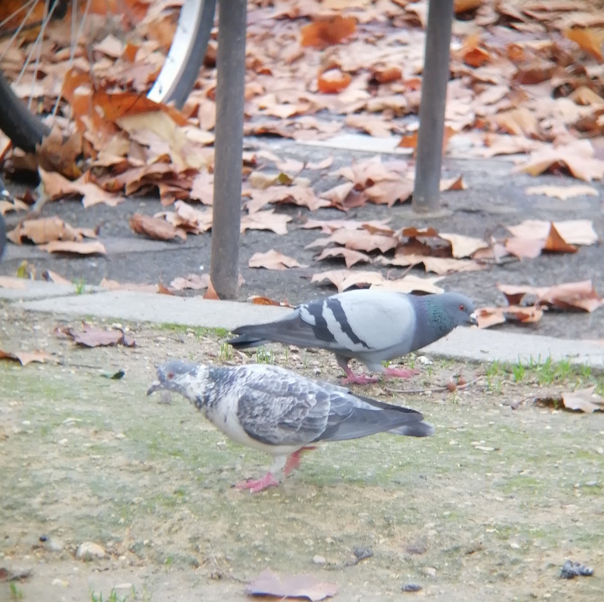 Rock Pigeon (Feral Pigeon) - ML519485471