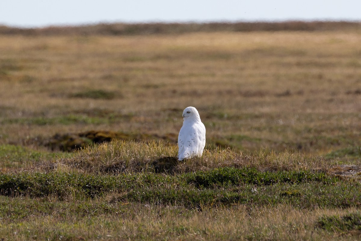 Snowy Owl - ML519485531