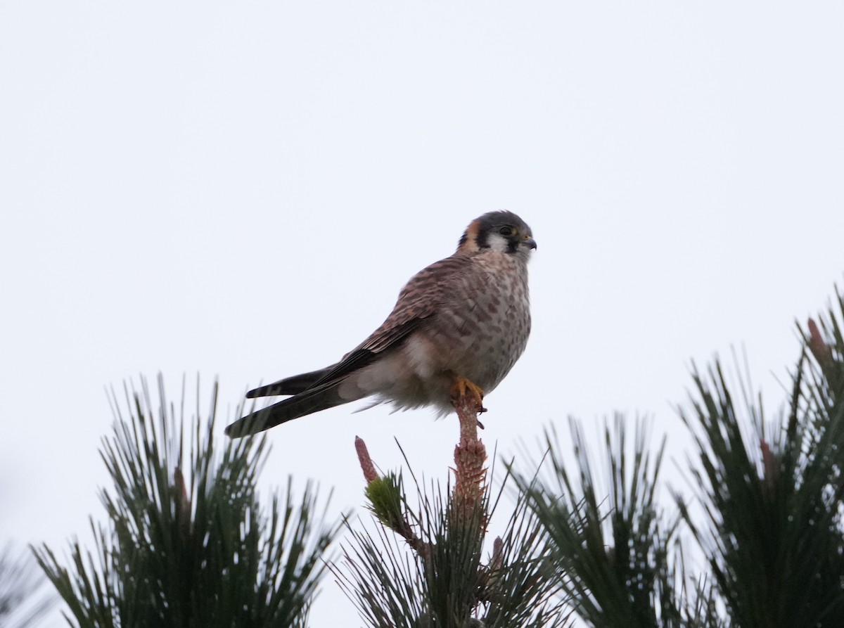 American Kestrel - Pete Sole