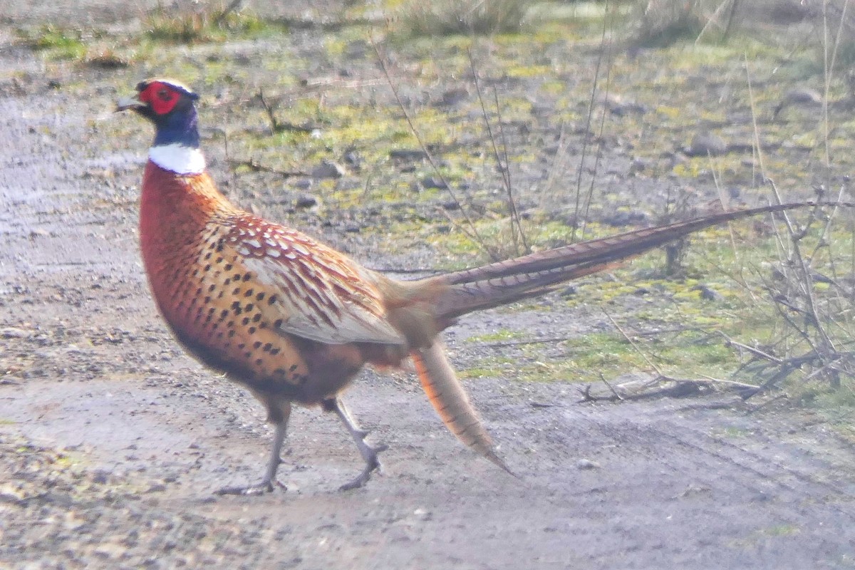 Ring-necked Pheasant - ML519486061