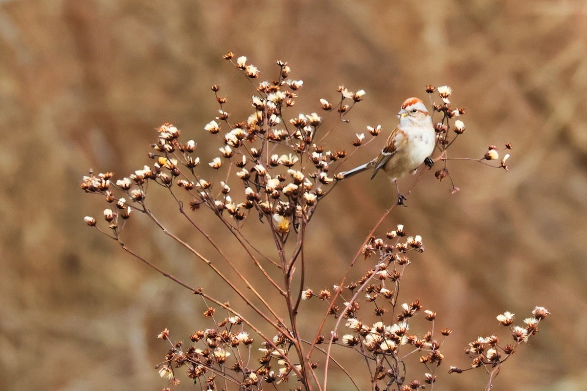 American Tree Sparrow - ML519486781