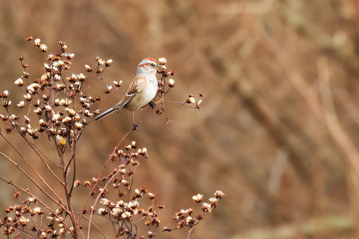 American Tree Sparrow - ML519486791