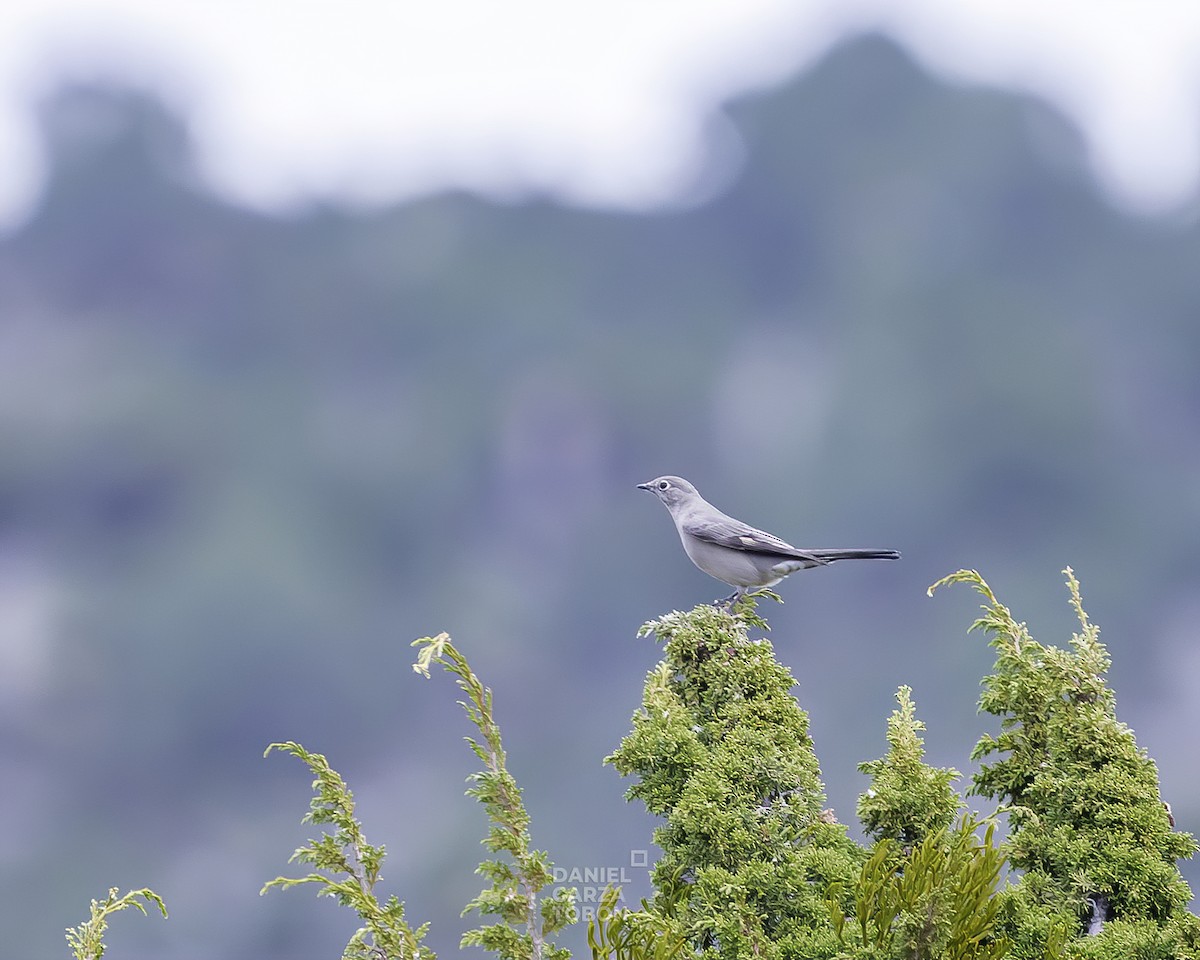 Townsend's Solitaire - ML519486881