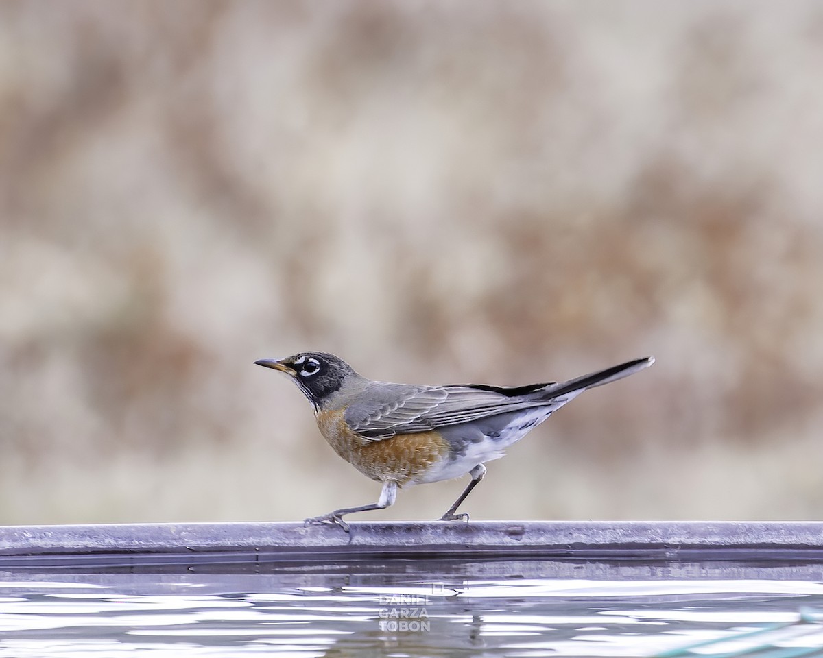 American Robin - ML519487061