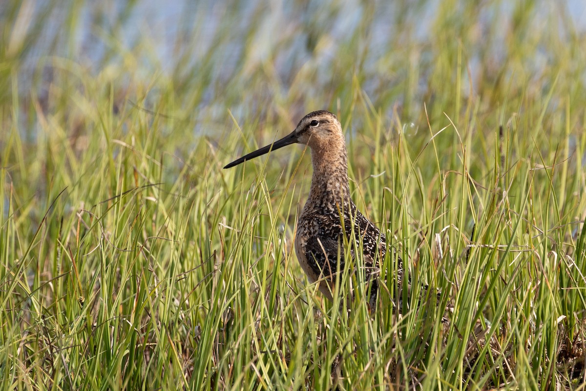 Long-billed Dowitcher - ML519487381