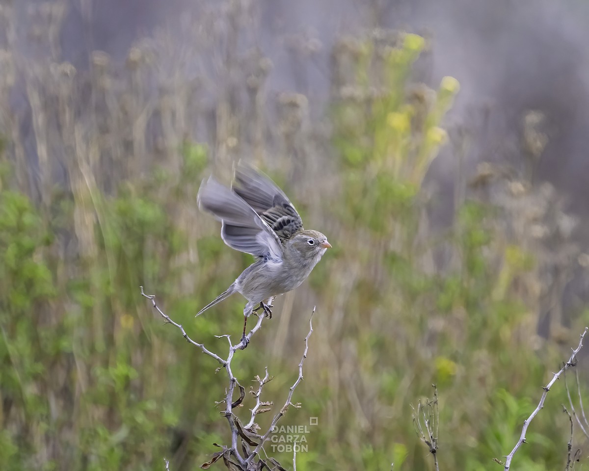 Worthen's Sparrow - ML519487971