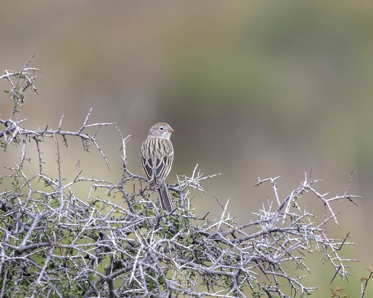 Worthen's Sparrow - ML519487981