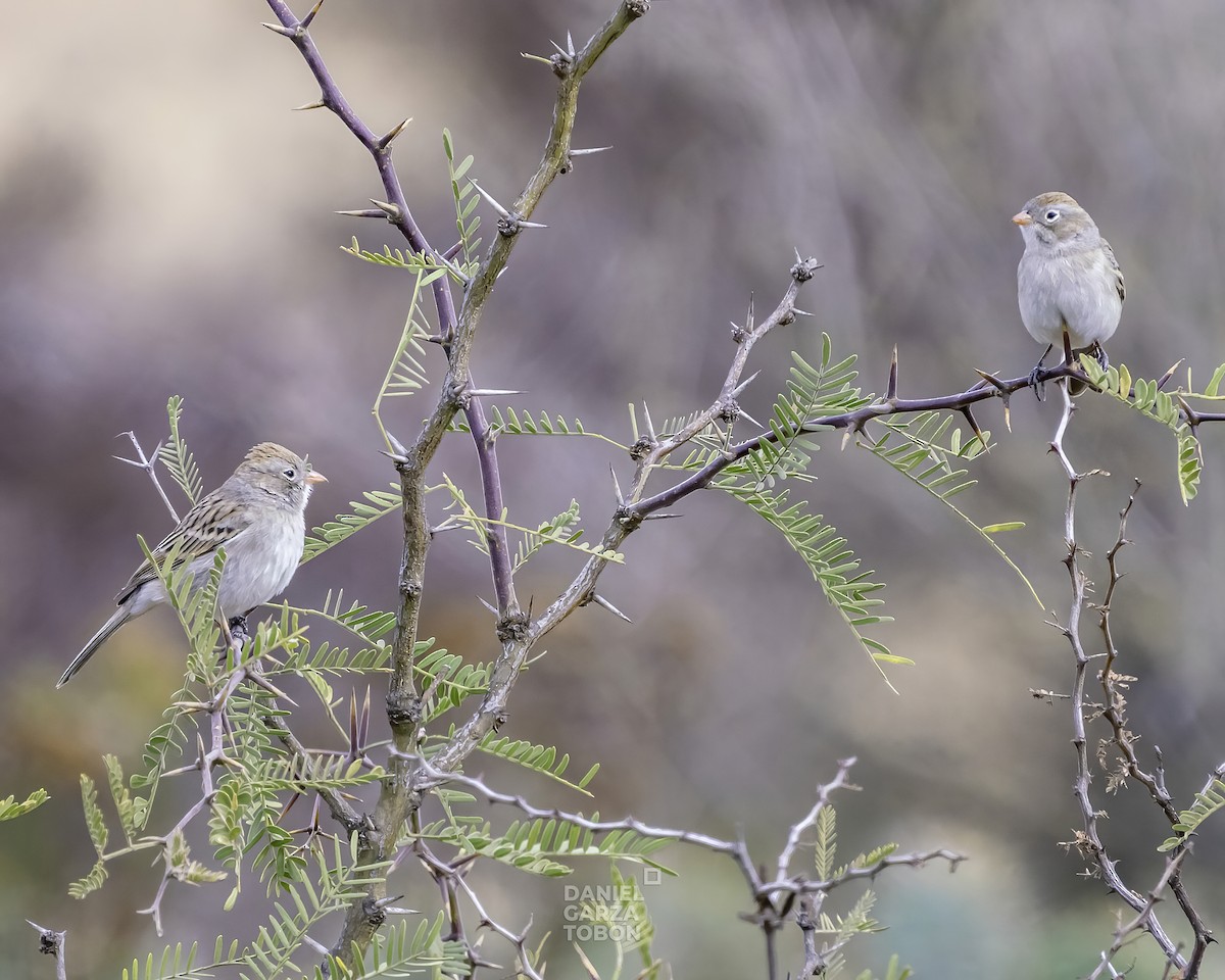 Worthen's Sparrow - ML519487991