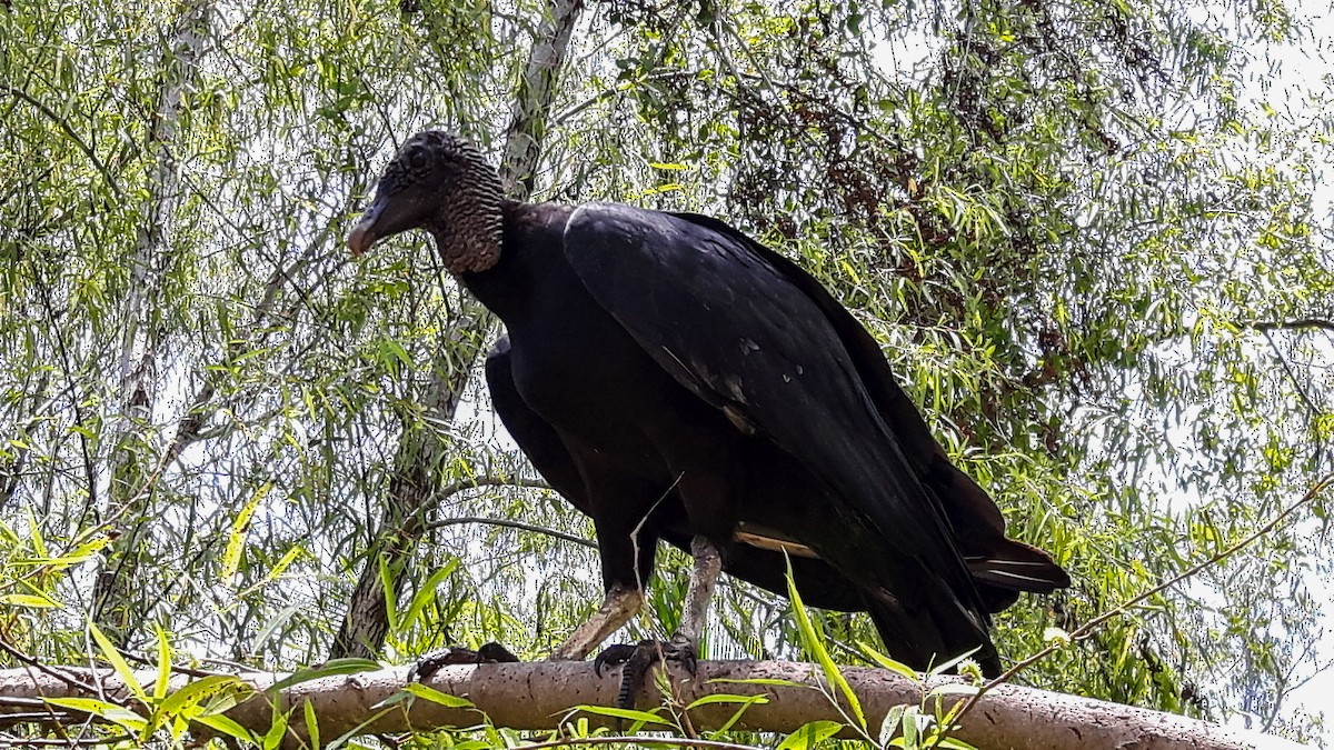 Black Vulture - ML519489621