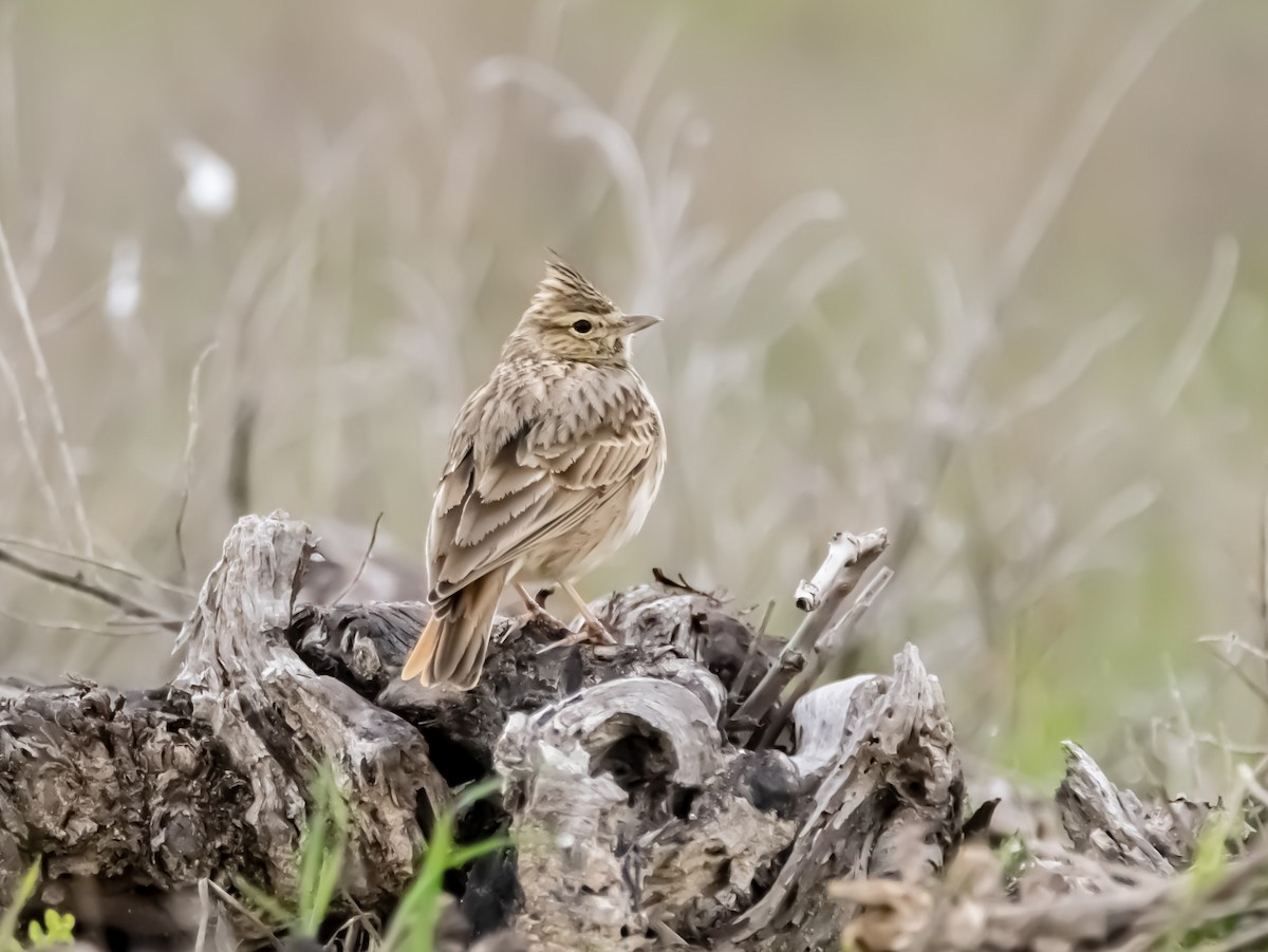 Thekla's Lark - ML519490091