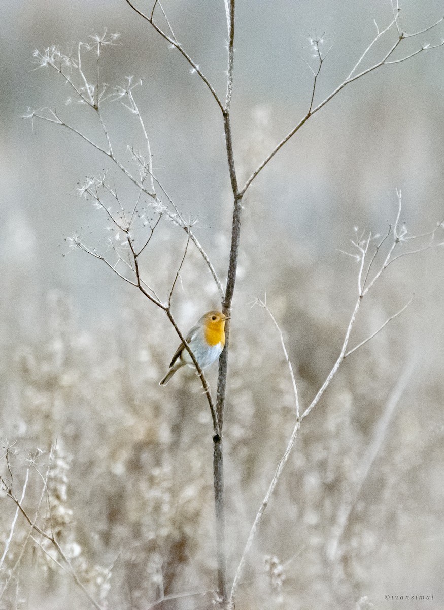 European Robin - ML519490511