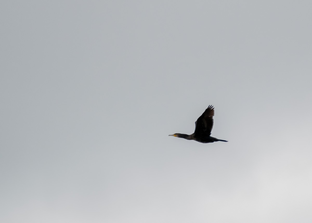 Great Cormorant - ML519492791