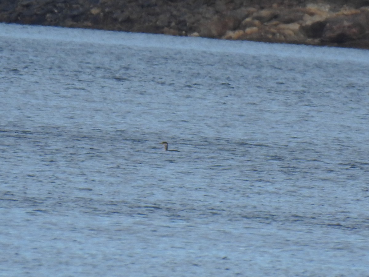 Red-necked Grebe - ML519493551