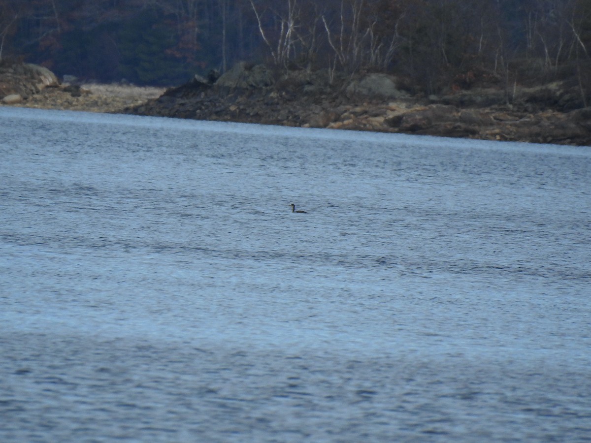 Red-necked Grebe - ML519493561