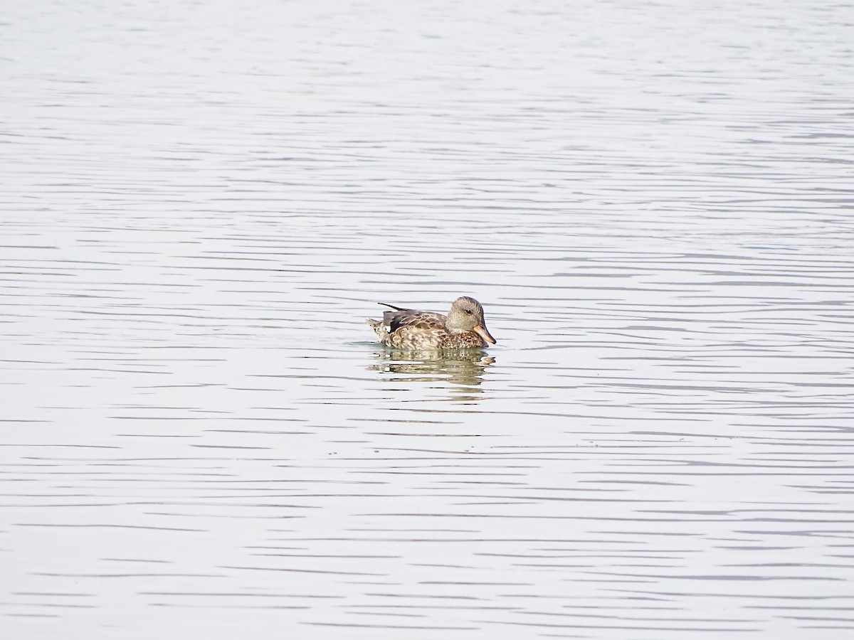 Gadwall - ML519493751