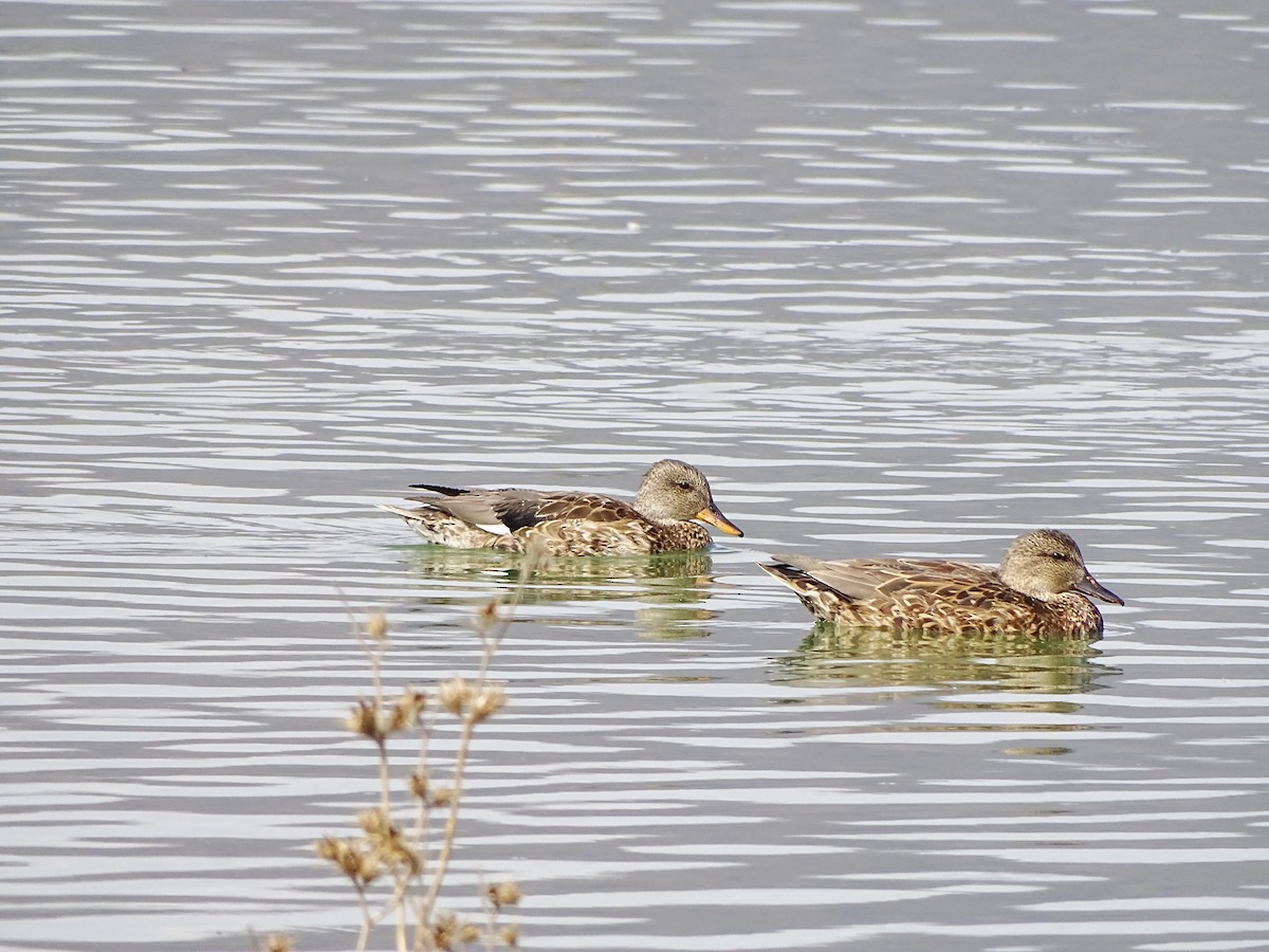 Gadwall - ML519493771