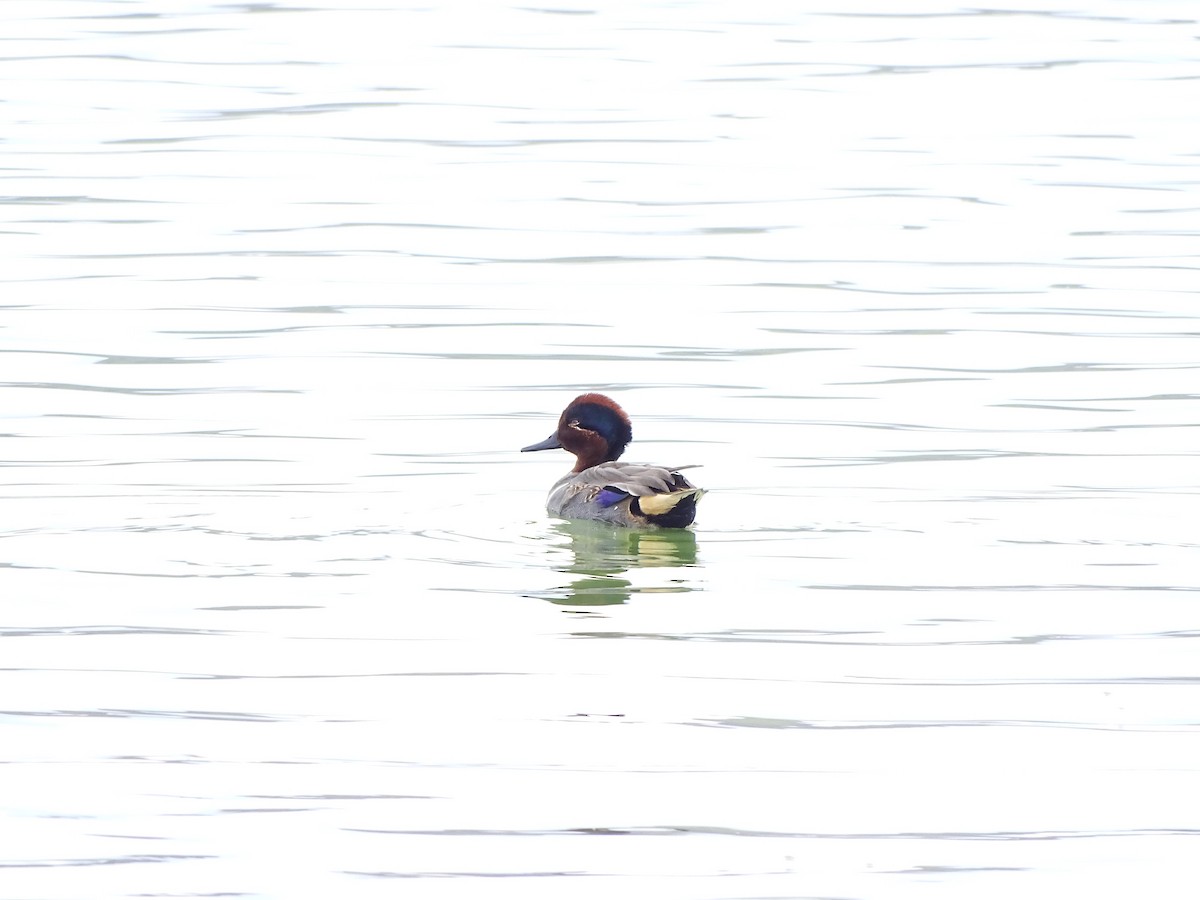 Green-winged Teal - ML519494581