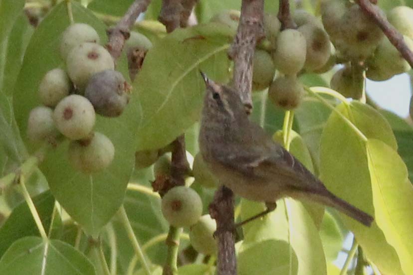 Hume's Warbler - ML51949591