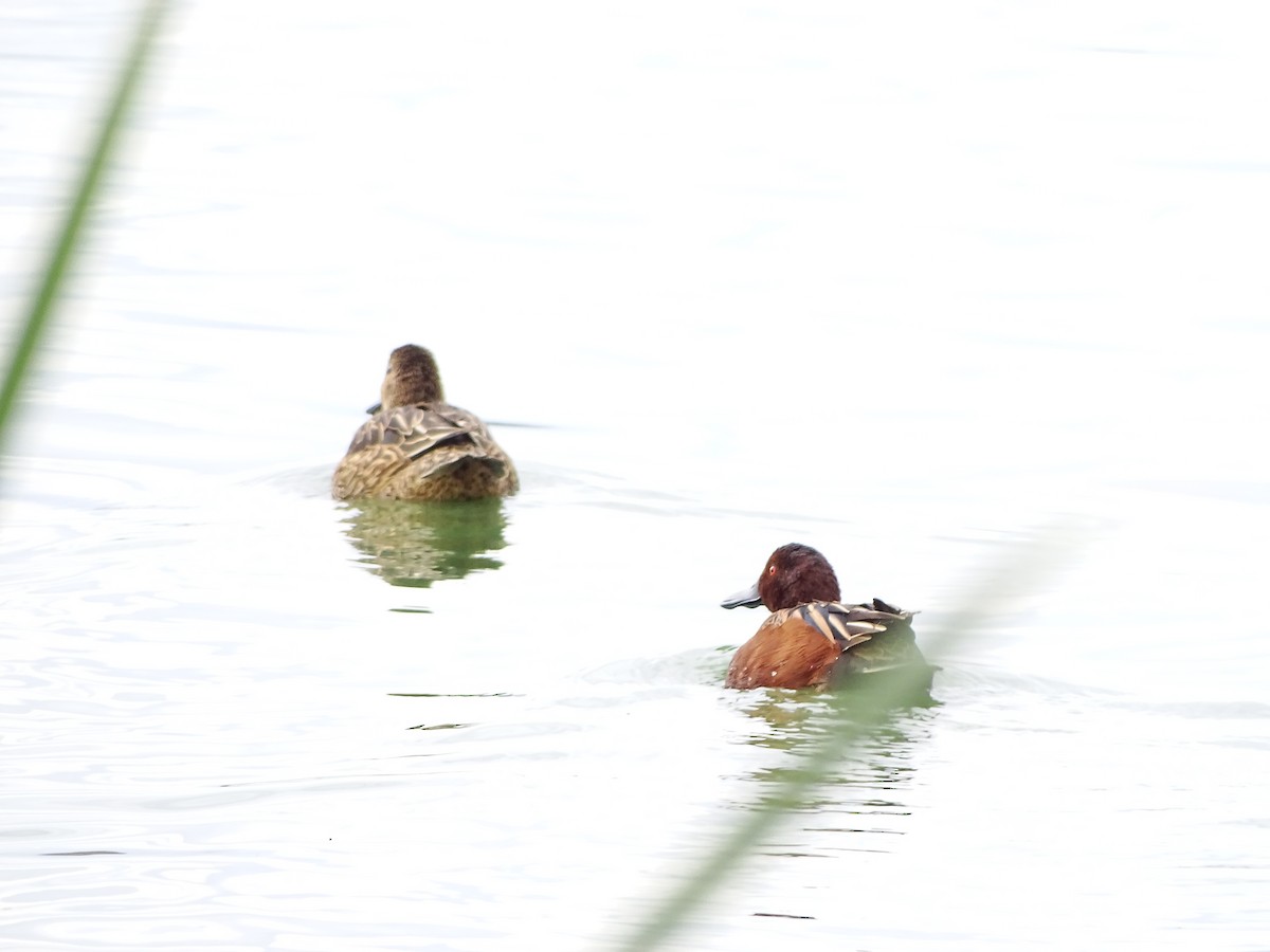 Cinnamon Teal - ML519496081