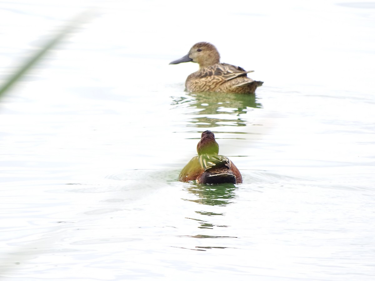 Cinnamon Teal - ML519496091