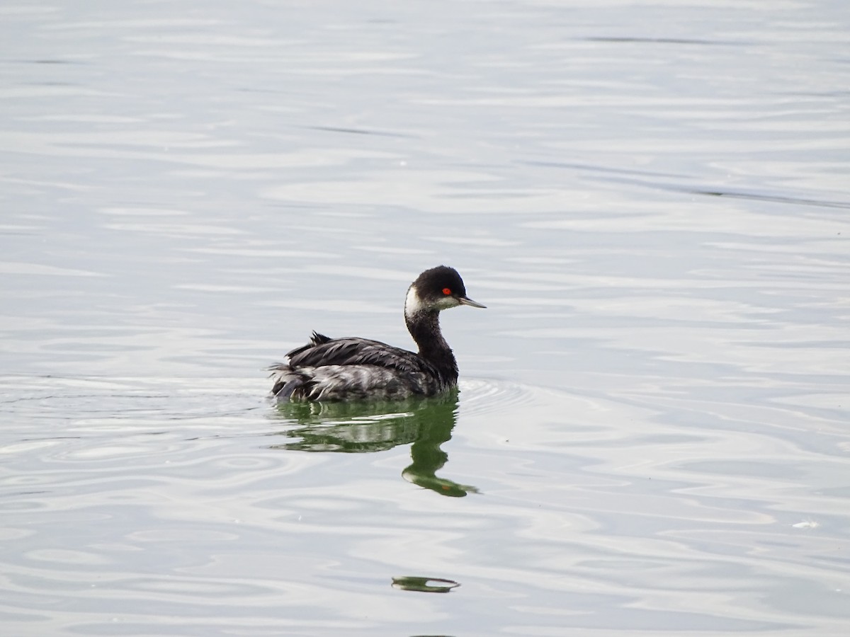 Eared Grebe - ML519496681