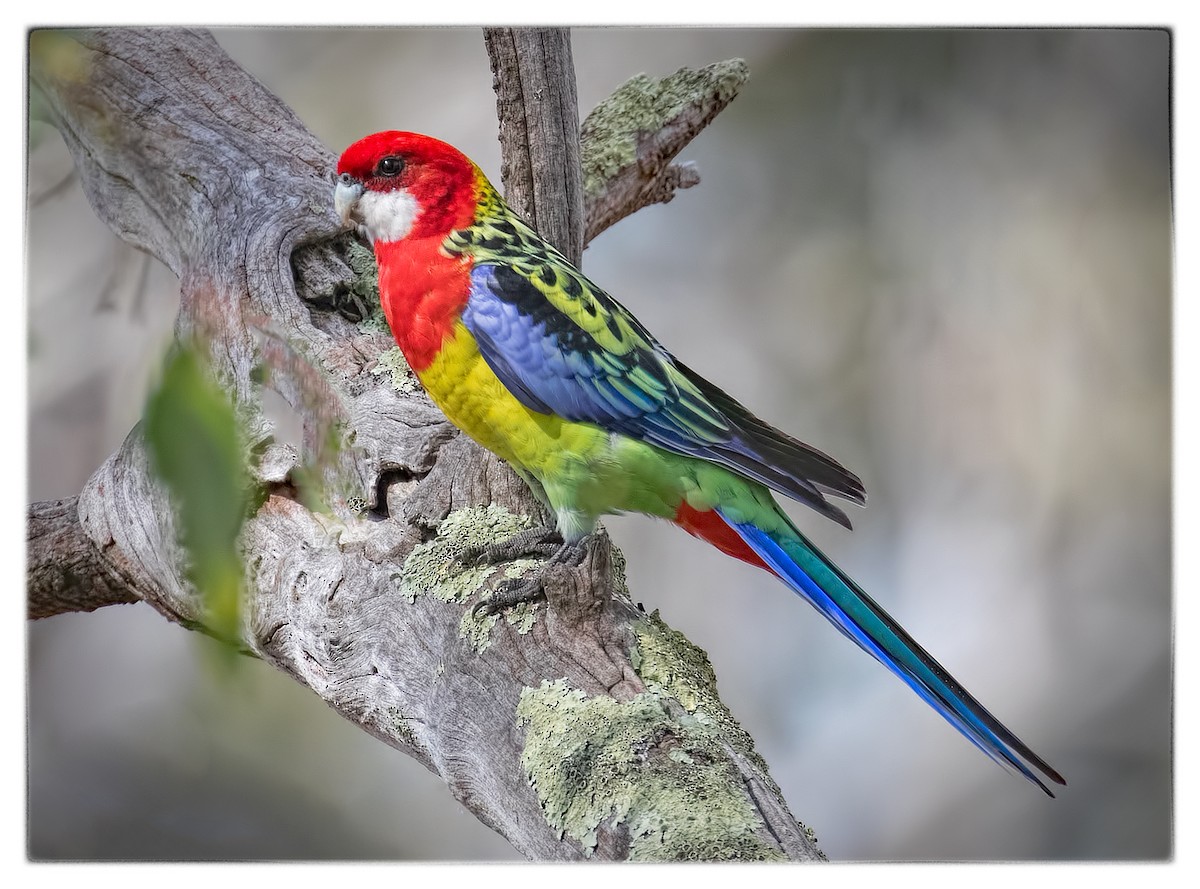 Eastern Rosella - ML51949741