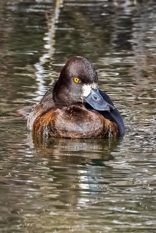 Lesser Scaup - ML519497581