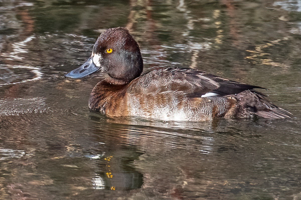 Lesser Scaup - ML519497591