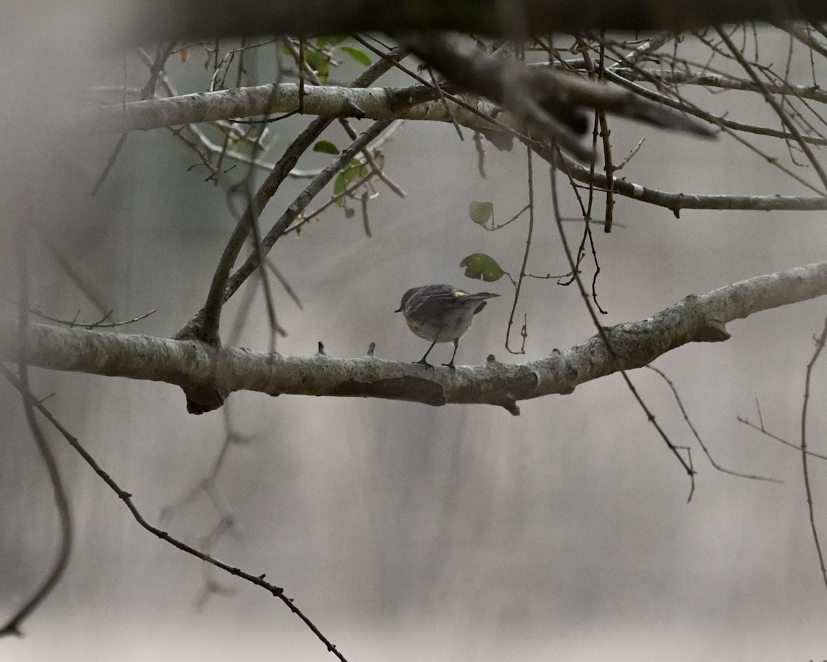 Yellow-rumped Warbler - ML519498641