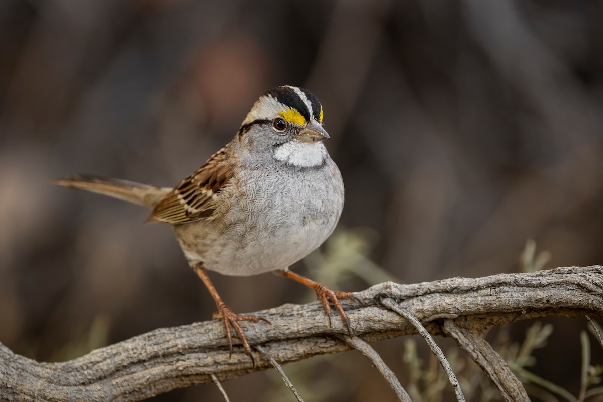 White-throated Sparrow - ML519499871