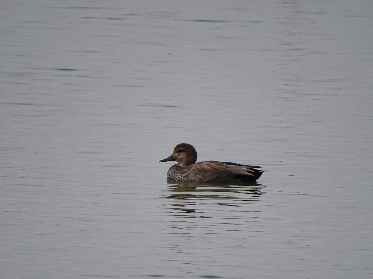 Gadwall - ML519500391