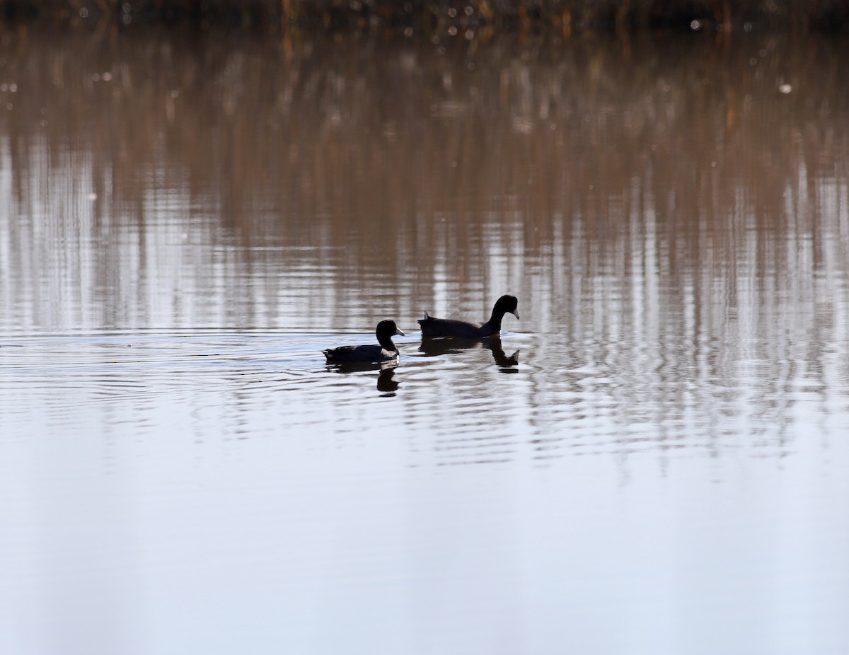 American Coot - ML519500641