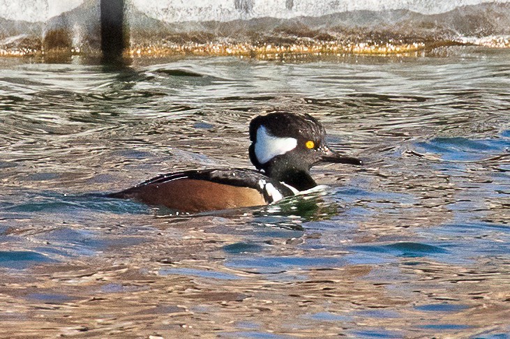 Hooded Merganser - Leslie Morris