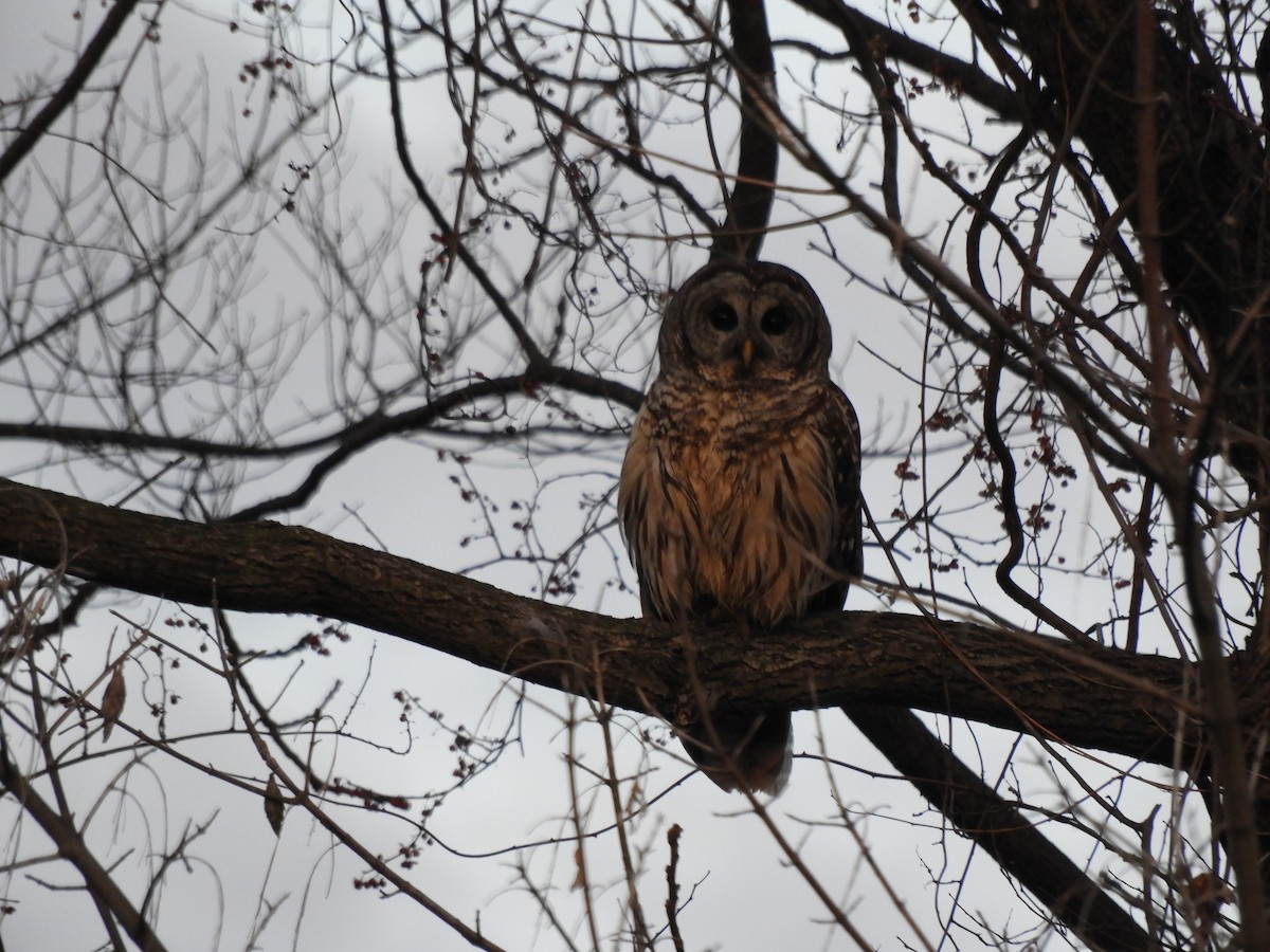 Barred Owl - ML519501221