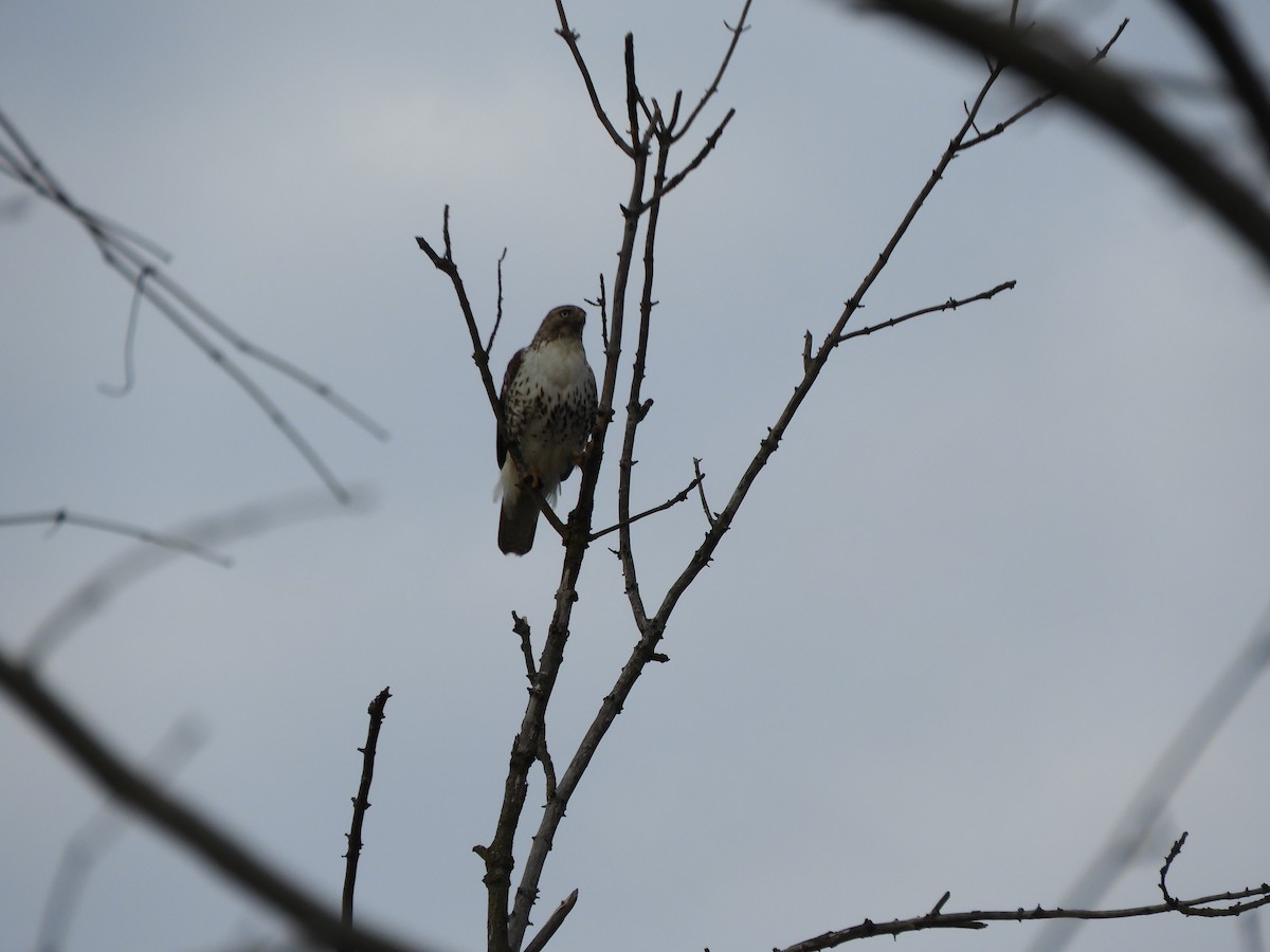 Red-tailed Hawk - ML519501281