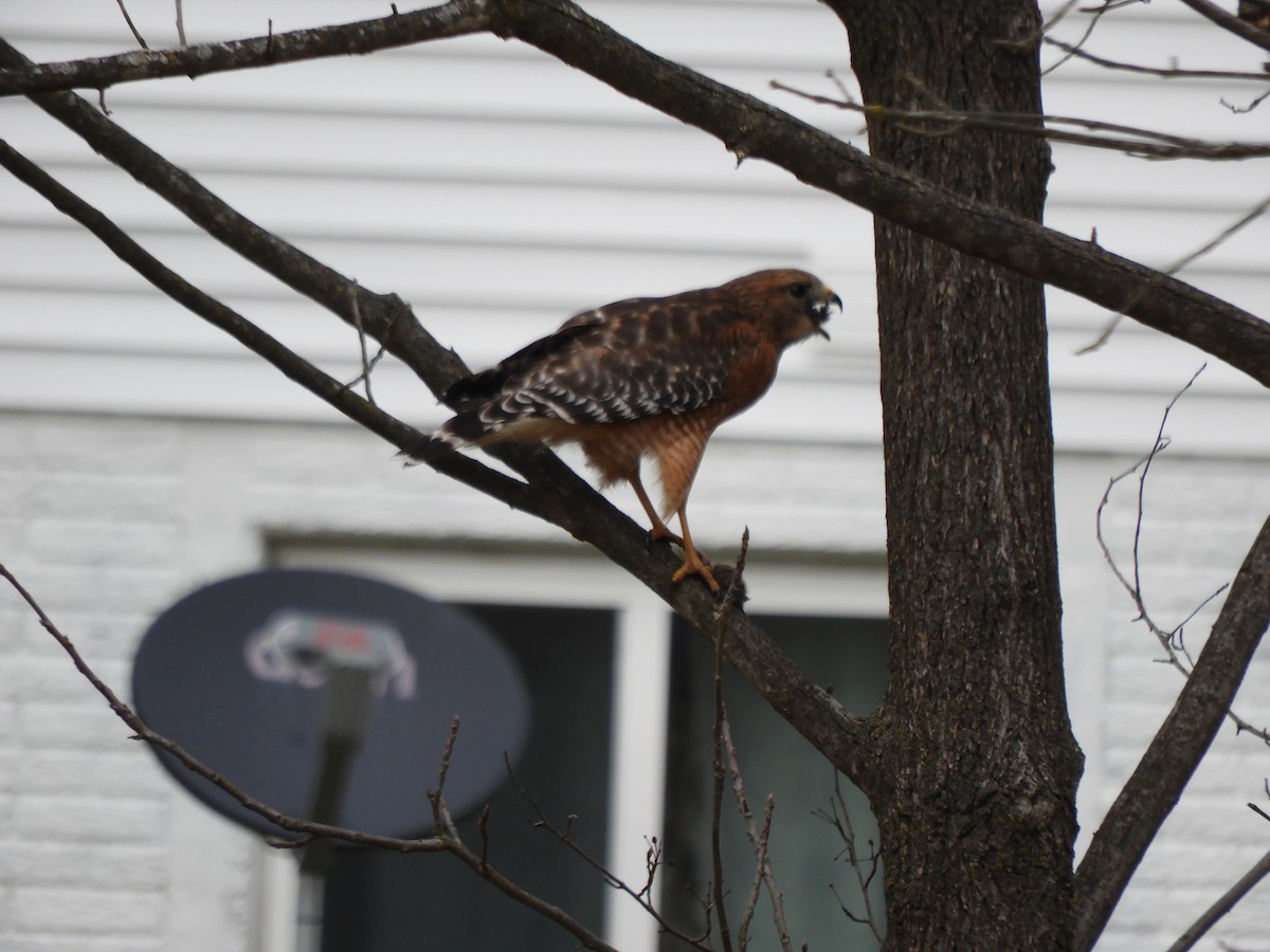 Red-shouldered Hawk - ML519501331