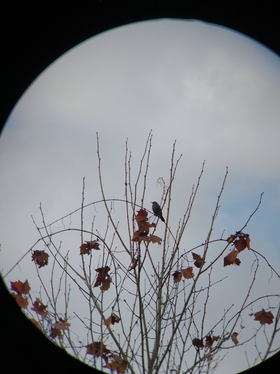 Gray Catbird - ML519501421