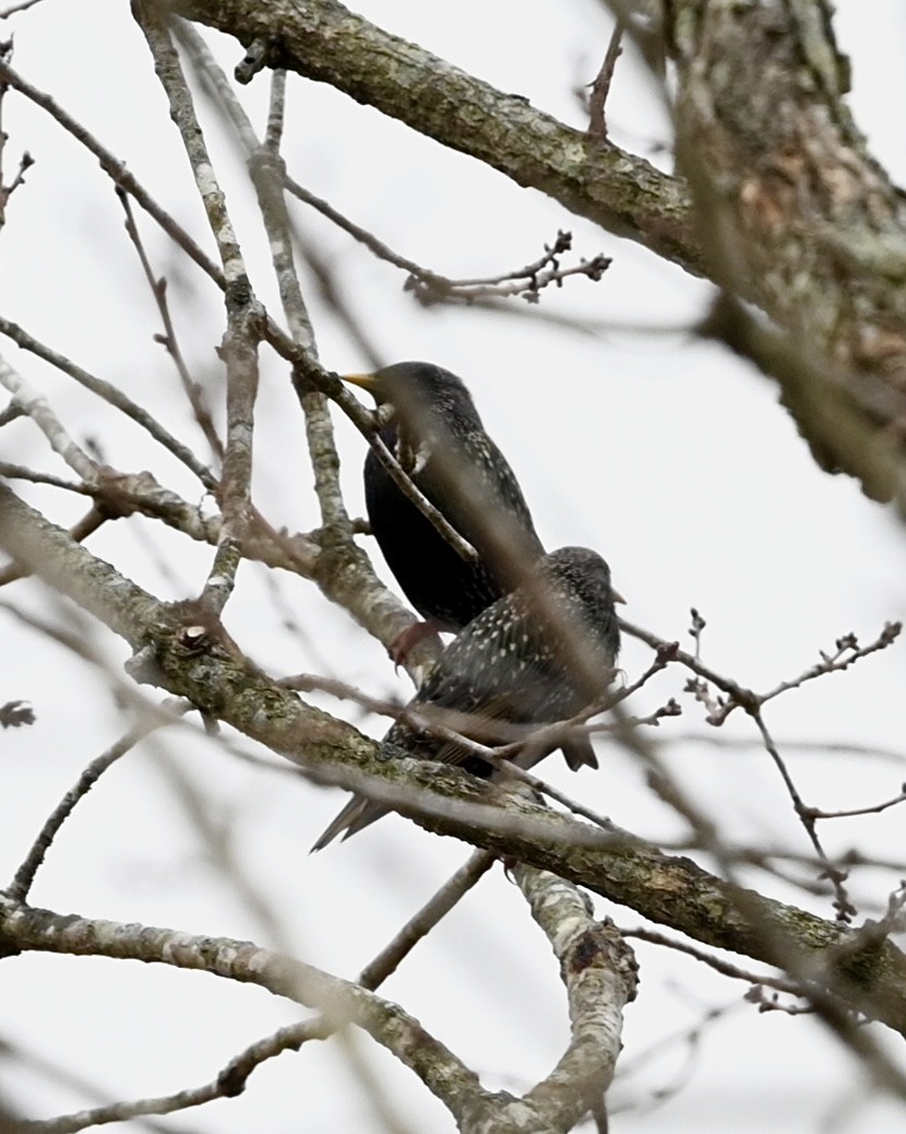 European Starling - ML519501741