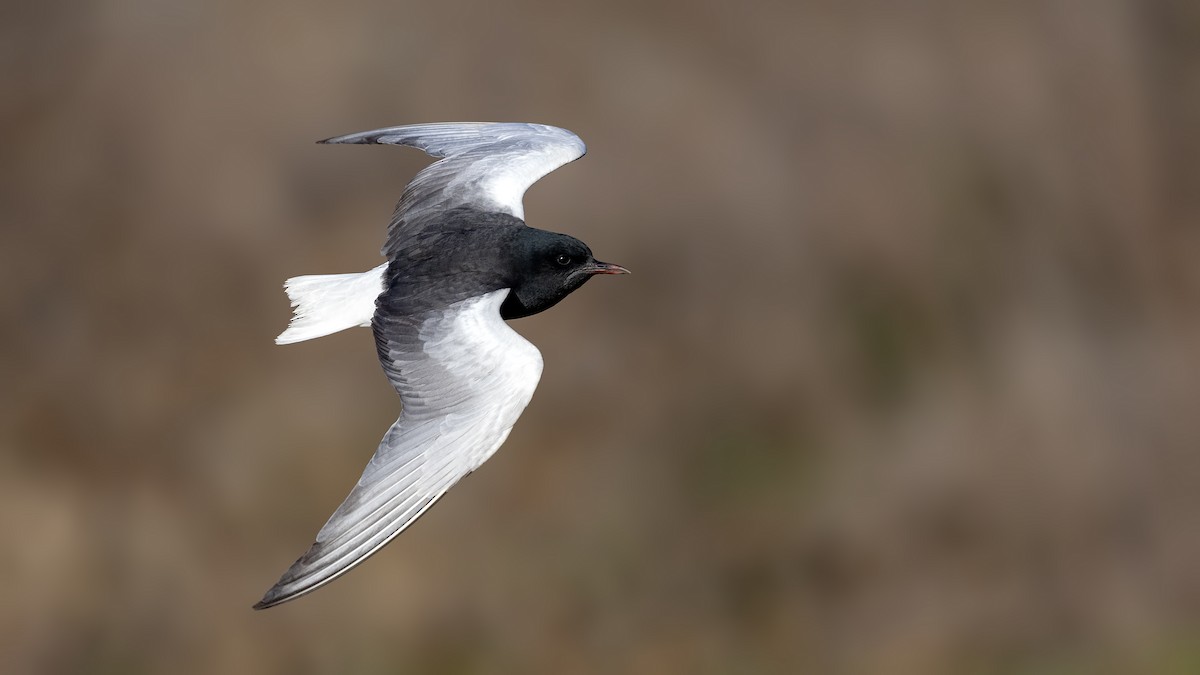 White-winged Tern - birol hatinoğlu