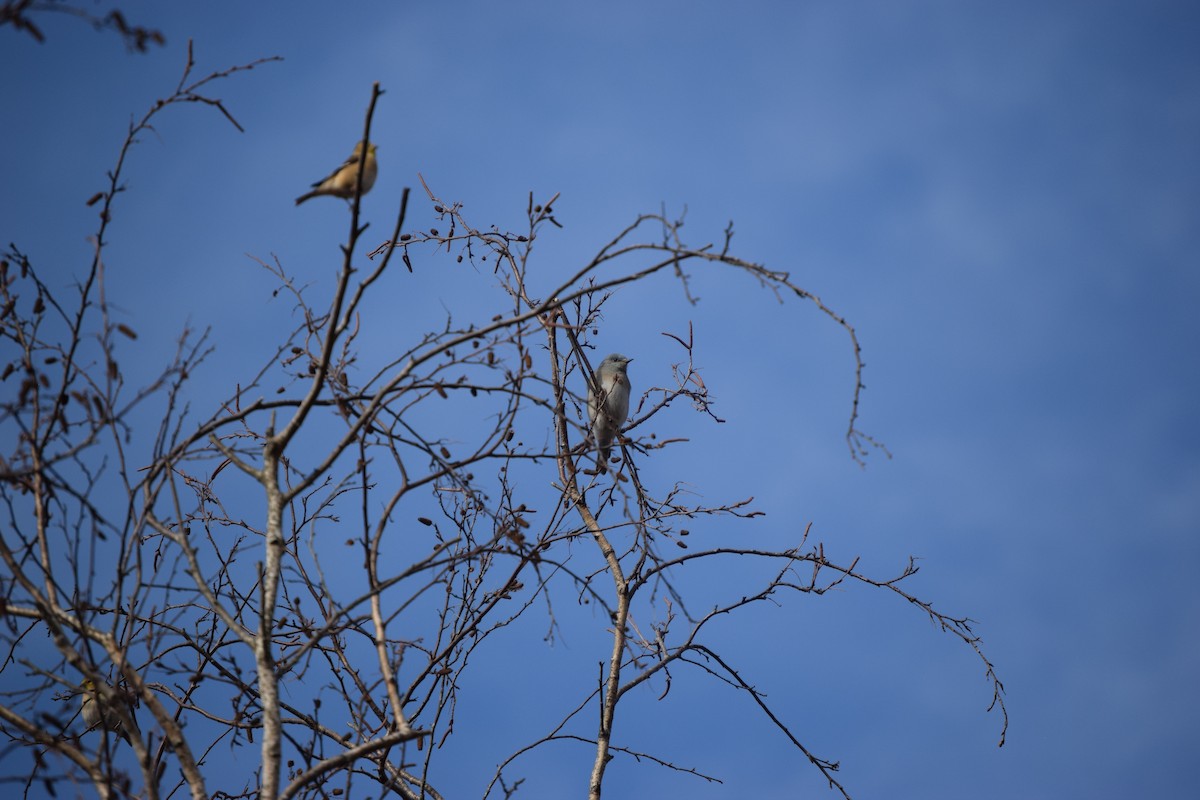 salašník horský - ML519503431