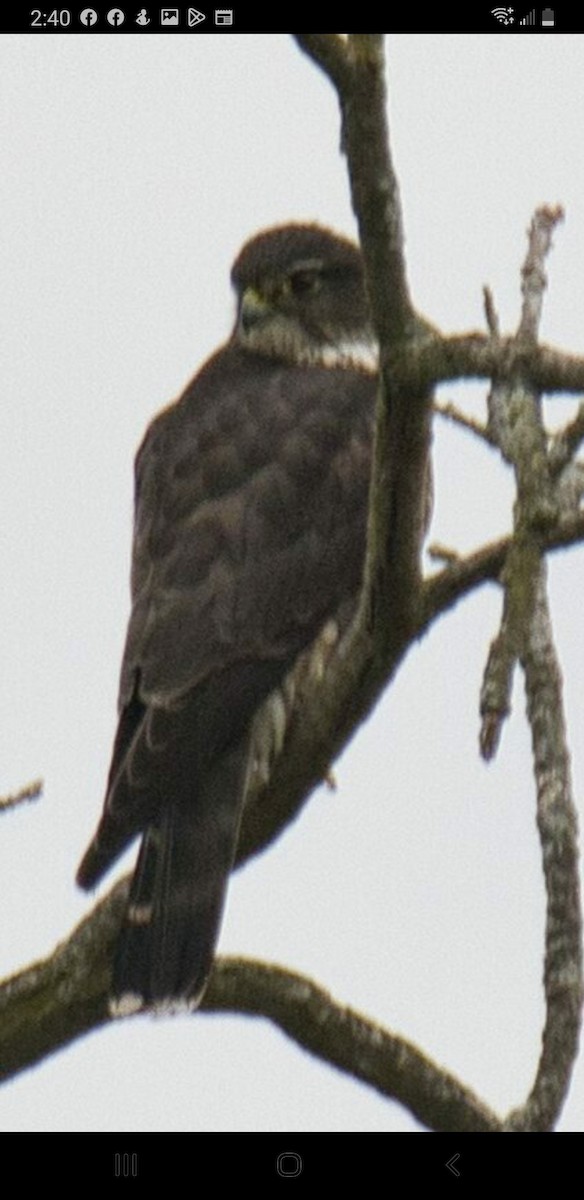 Peregrine Falcon - ML519504591