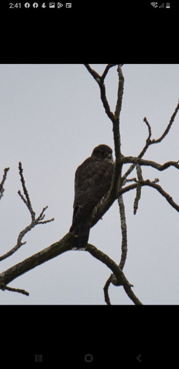 Peregrine Falcon - ML519504621