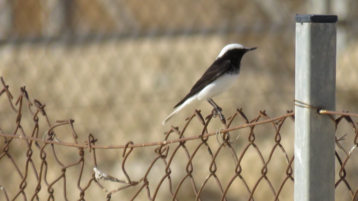 Hooded Wheatear - ML519505101